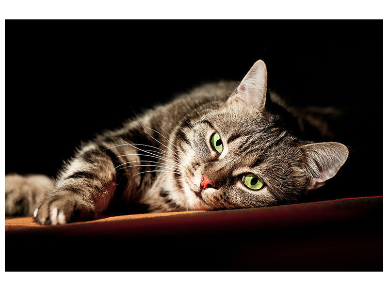 4-piece-canvas-print-relaxed-cat
