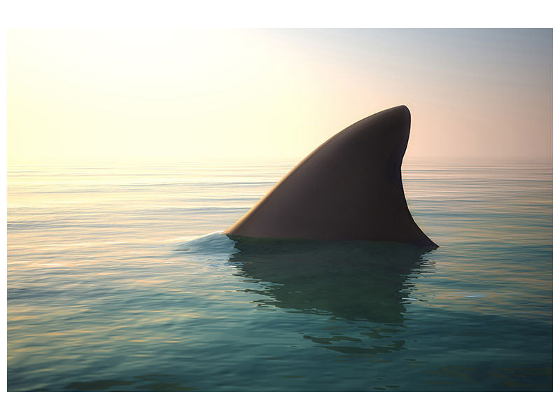 4-piece-canvas-print-shark-fin