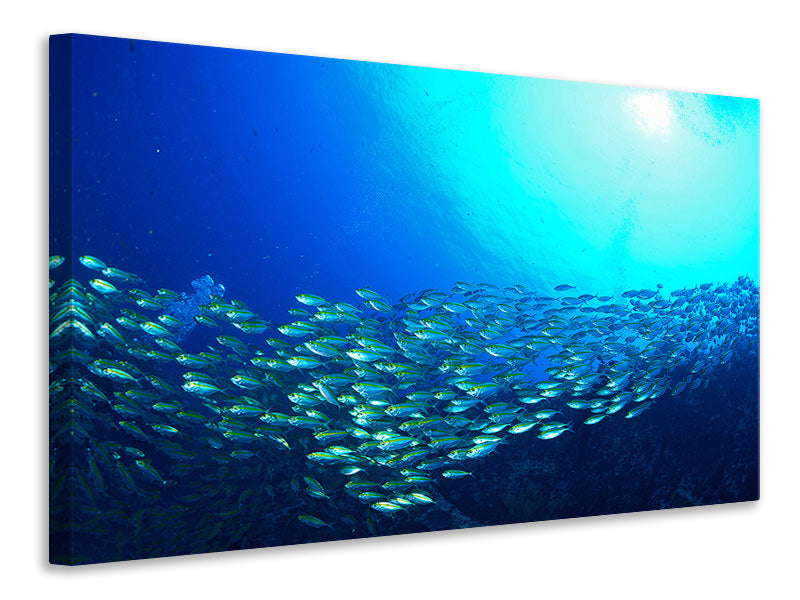 modern-4-piece-canvas-print-shoal-of-fish
