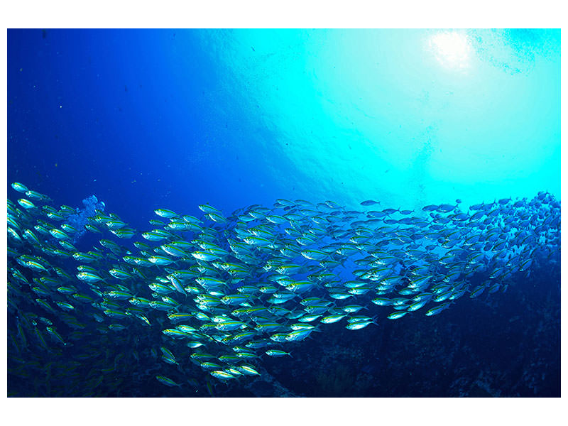 modern-4-piece-canvas-print-shoal-of-fish