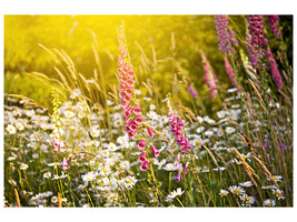 5-piece-canvas-print-summer-flower-meadow