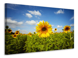 5-piece-canvas-print-summer-sunflowers