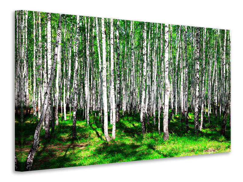 modern-4-piece-canvas-print-summerly-birch-forest