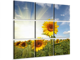 canvas-print-sunflower-in-sunlight