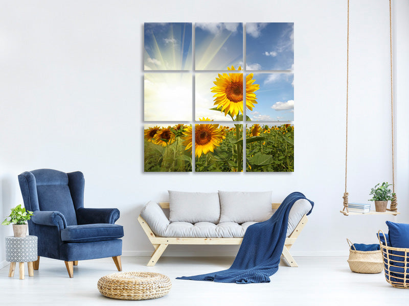 canvas-print-sunflower-in-sunlight