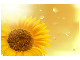 panoramic-3-piece-canvas-print-sunflower-in-morning-dew