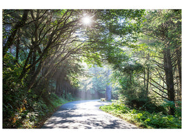 5-piece-canvas-print-sunny-forest-path