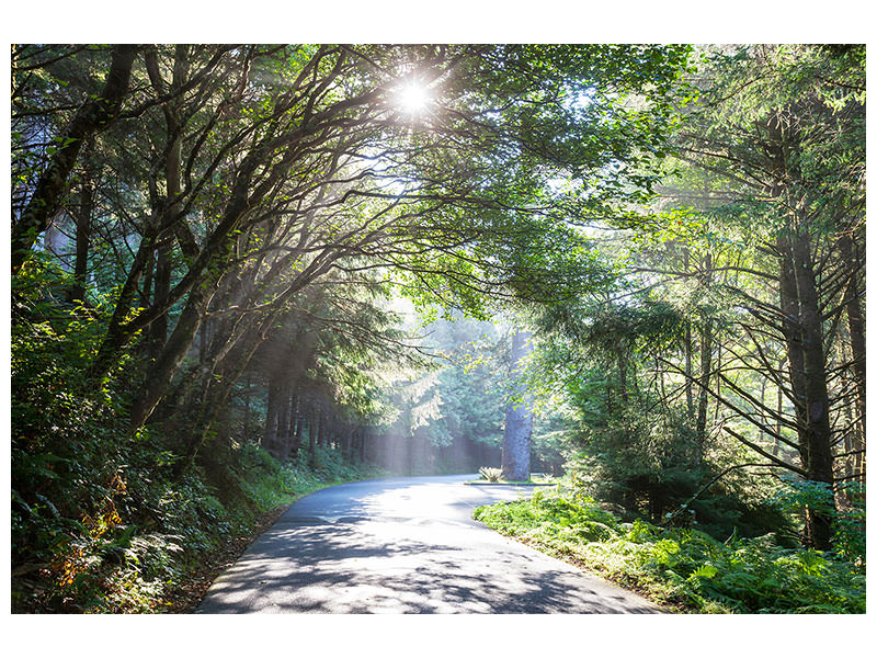 5-piece-canvas-print-sunny-forest-path