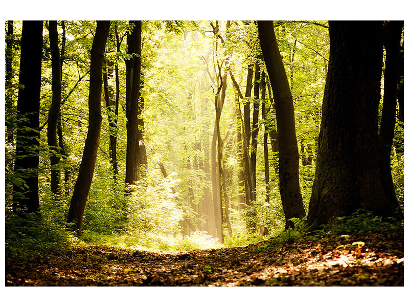 5-piece-canvas-print-sunrise-in-the-forest