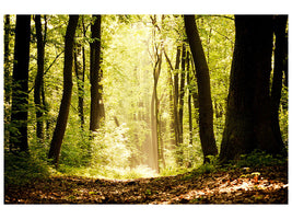 4-piece-canvas-print-sunrise-in-the-forest