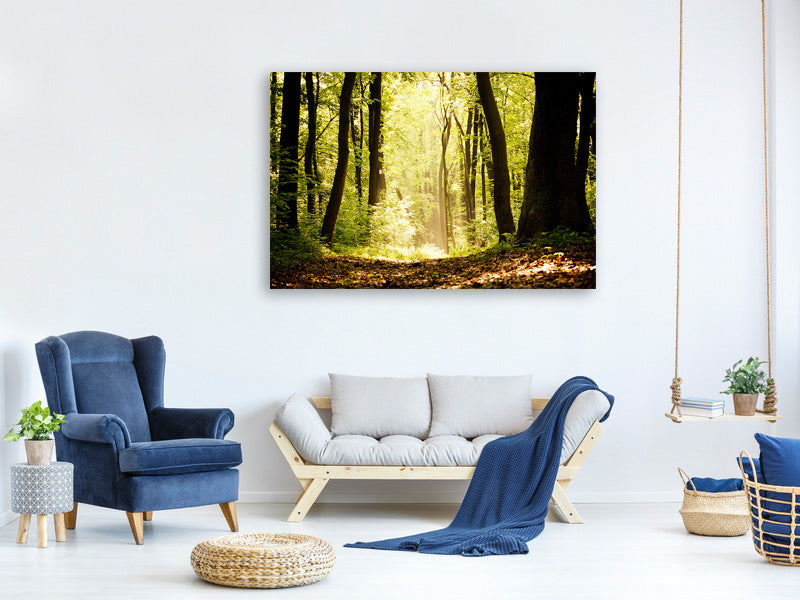 4-piece-canvas-print-sunrise-in-the-forest