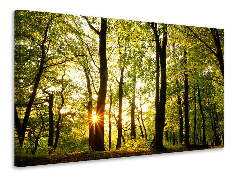 modern-4-piece-canvas-print-sunset-between-trees