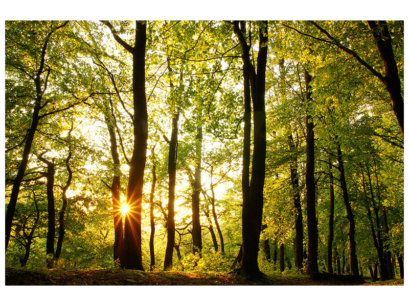 5-piece-canvas-print-sunset-between-trees