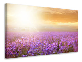 panoramic-canvas-print-sunset-in-lavender-field