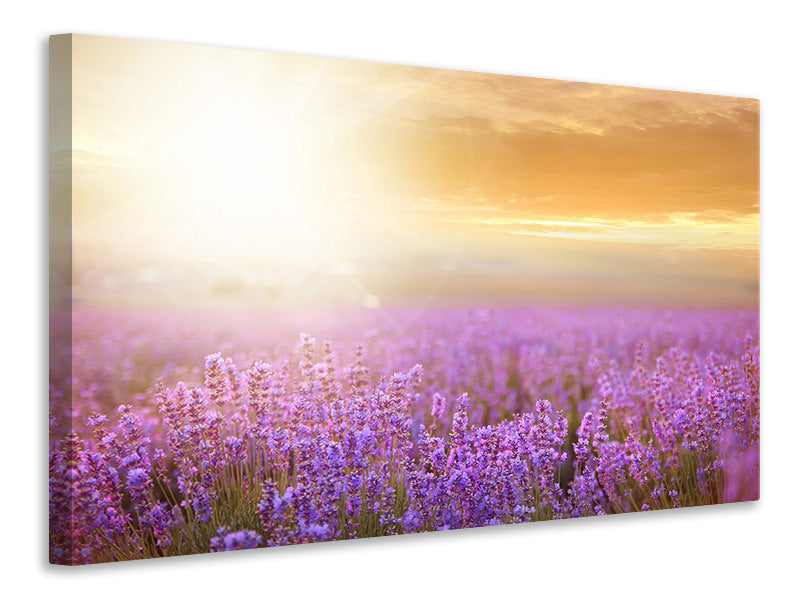 4-piece-canvas-print-sunset-in-lavender-field