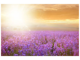modern-4-piece-canvas-print-sunset-in-lavender-field