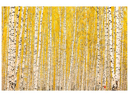 panoramic-canvas-print-the-birch-forest-in-autumn