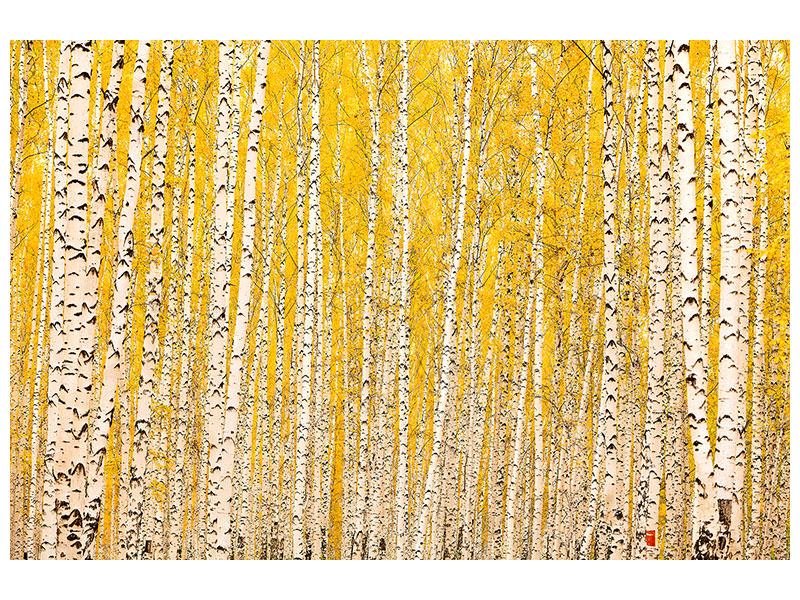 panoramic-canvas-print-the-birch-forest-in-autumn