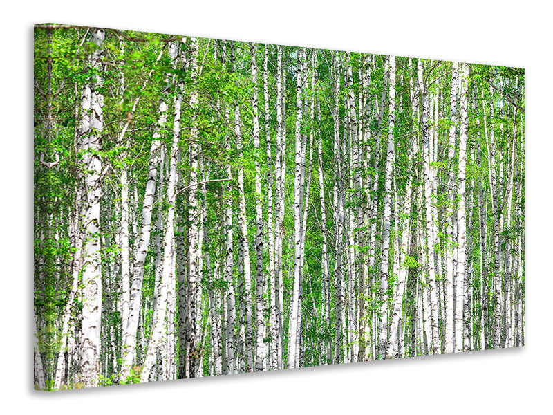 panoramic-canvas-print-the-birch-forest