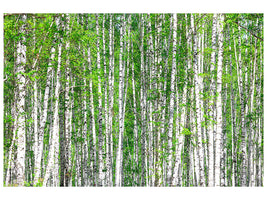 panoramic-canvas-print-the-birch-forest
