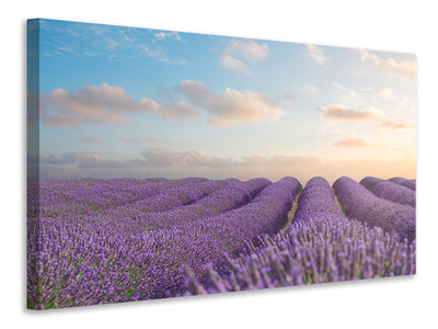 5-piece-canvas-print-the-blooming-lavender-field