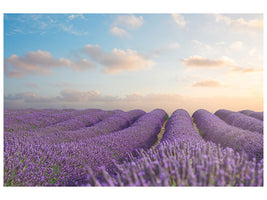modern-4-piece-canvas-print-the-blooming-lavender-field