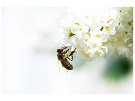 4-piece-canvas-print-the-bumblebee-and-the-flower