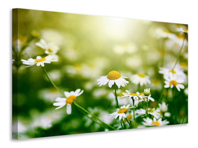 3-piece-canvas-print-the-daisy