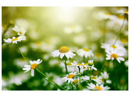 4-piece-canvas-print-the-daisy