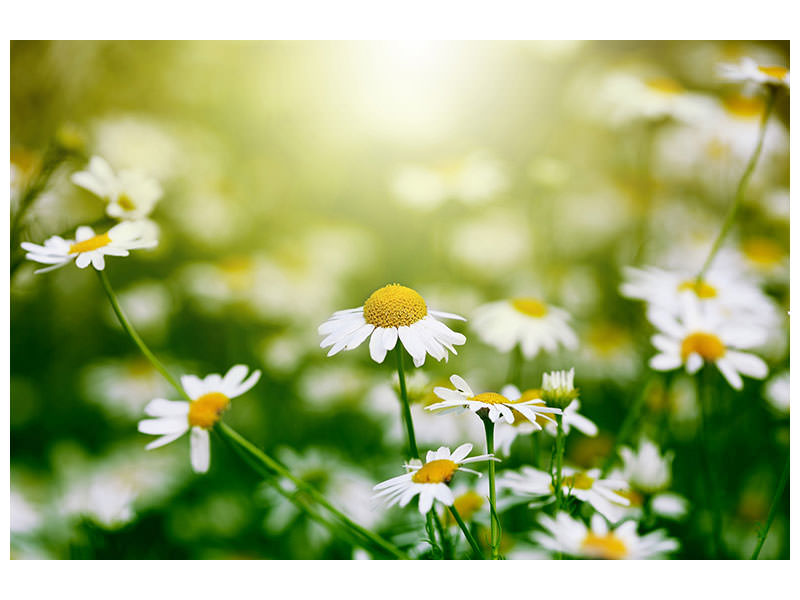 modern-4-piece-canvas-print-the-daisy