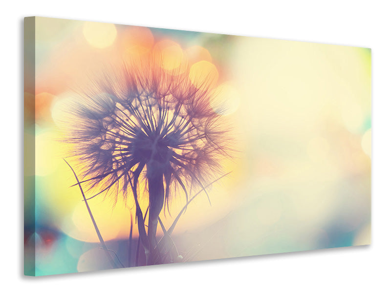 panoramic-canvas-print-the-dandelion-in-the-light