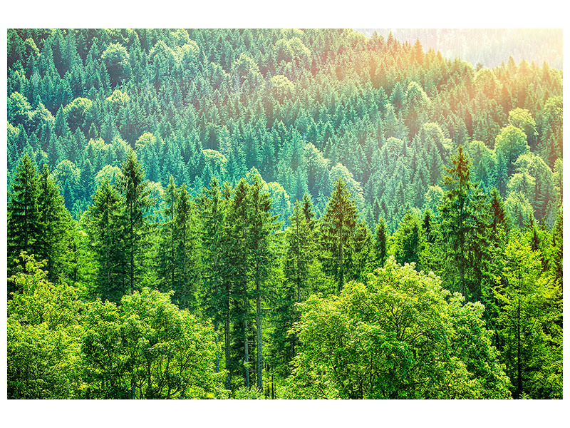 modern-4-piece-canvas-print-the-forest-hill