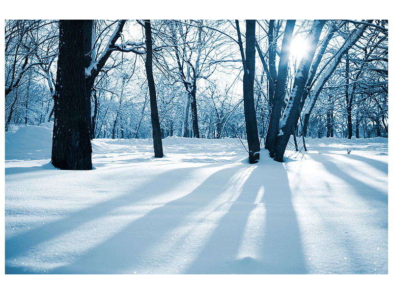 4-piece-canvas-print-the-forest-without-tracks-in-the-snow