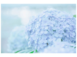 4-piece-canvas-print-the-hydrangea