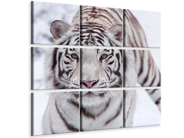 4-piece-canvas-print-the-king-tiger