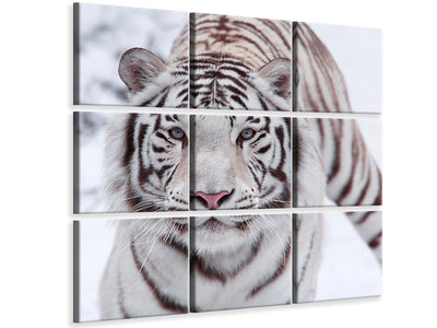 4-piece-canvas-print-the-king-tiger