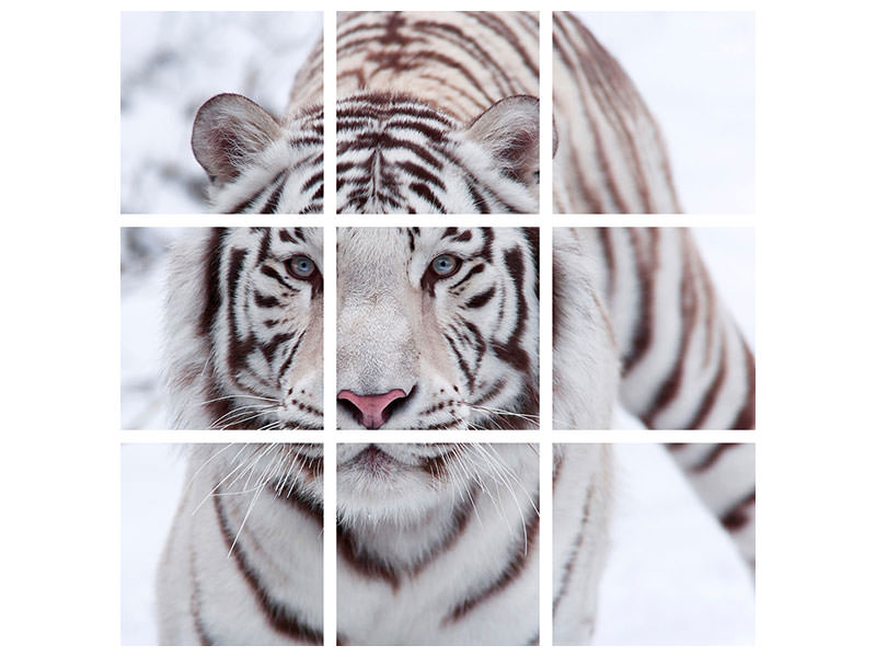 4-piece-canvas-print-the-king-tiger