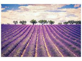 modern-4-piece-canvas-print-the-lavender-field-ii