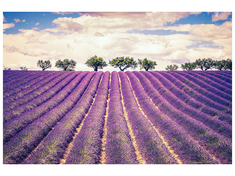modern-4-piece-canvas-print-the-lavender-field-ii