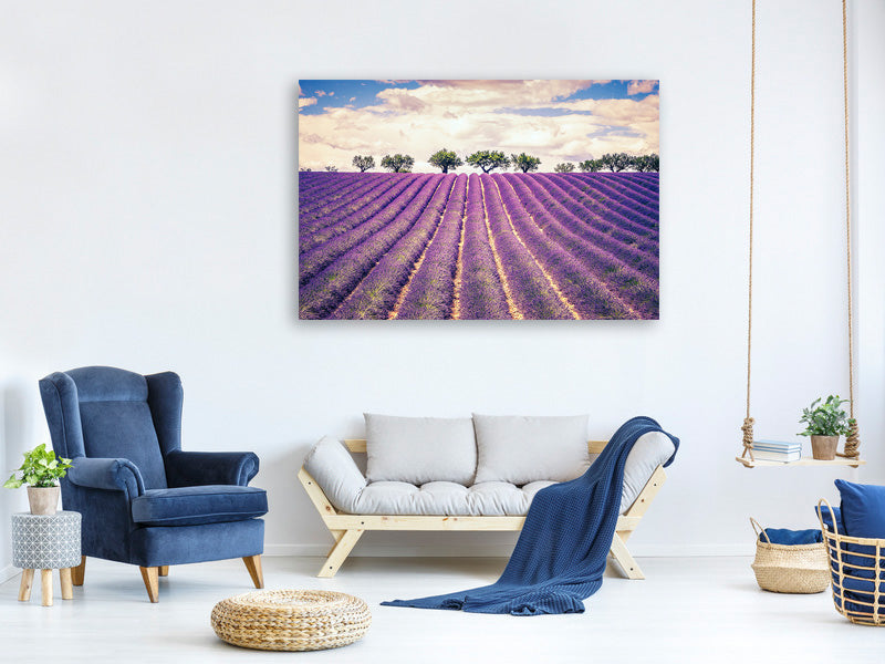 panoramic-canvas-print-the-lavender-field-ii
