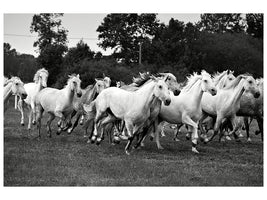 5-piece-canvas-print-the-mustang-herd