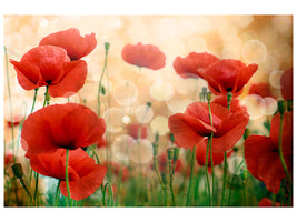 modern-4-piece-canvas-print-the-poppy