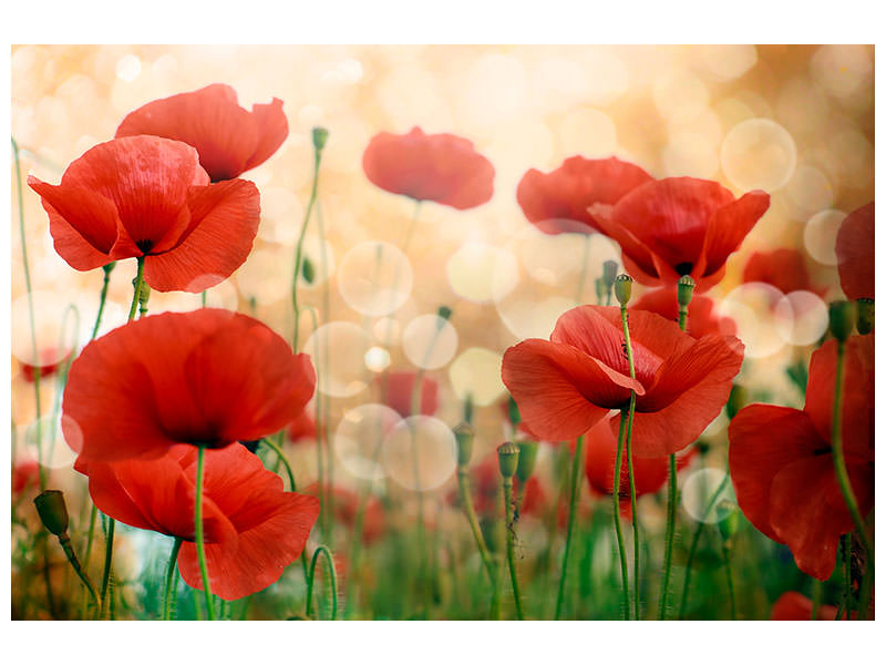 3-piece-canvas-print-the-poppy