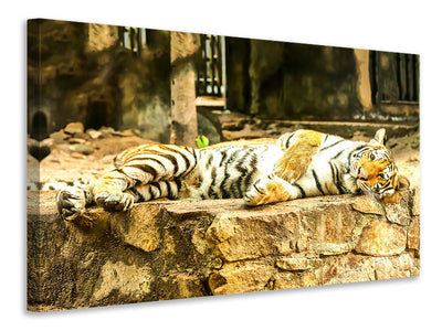 panoramic-3-piece-canvas-print-the-siberian-tiger