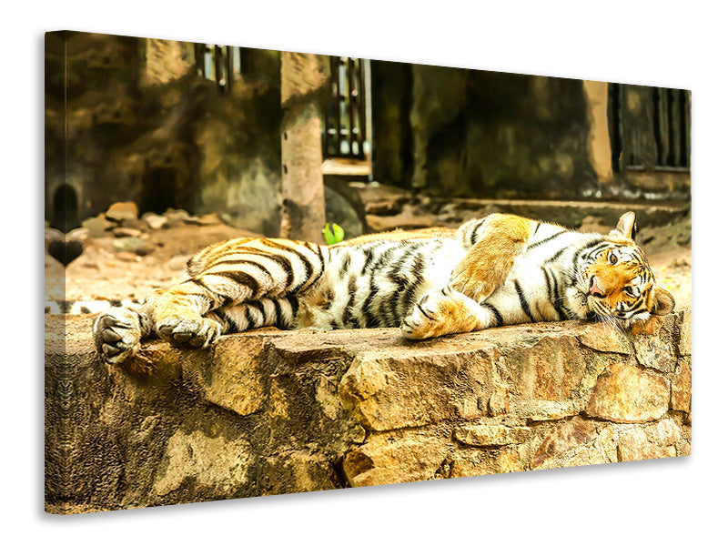 panoramic-canvas-print-the-siberian-tiger