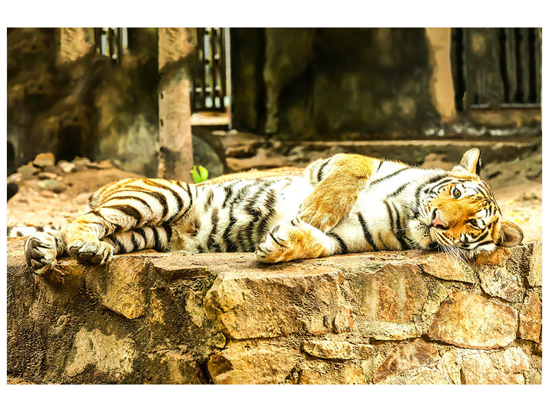 panoramic-canvas-print-the-siberian-tiger