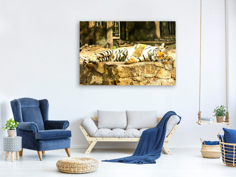 panoramic-canvas-print-the-siberian-tiger