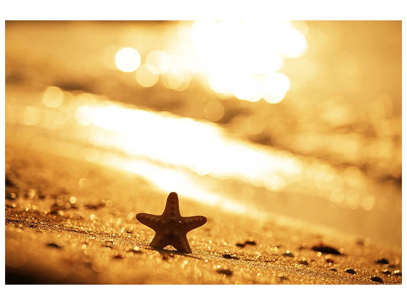 modern-4-piece-canvas-print-the-starfish