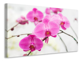 5-piece-canvas-print-the-symbol-of-orchid