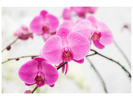 4-piece-canvas-print-the-symbol-of-orchid